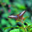 butterfly3