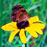 butterfly4